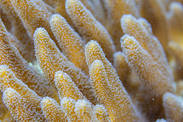 Close up of coral polyps, the house reef at Kawe Island, Raja Ampat, Indonesia, Southeast Asia, Asia