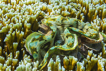 Giant Tridacna clams, genus Tridacna, in the shallow reefs off Port Airboret, Raja Ampat, Indonesia, Southeast Asia, Asia