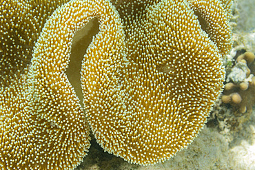 Close up of coral polyps, the house reef at Murex Bangka, Bangka Island, near Manado Sulawesi, Indonesia, Southeast Asia, Asia