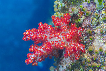 Soft coral from the Genus Scleronephthya in the shallow reefs off Sauwaderek Village Reef, Raja Ampat, Indonesia, Southeast Asia, Asia