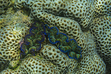 Giant Tridacna clams, genus Tridacna, in the shallow reefs off Bangka Island, off the northeastern tip of Sulawesi, Indonesia, Southeast Asia, Asia