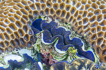 Giant Tridacna clams, genus Tridacna, in the shallow reefs off the Equator Islands, Raja Ampat, Indonesia, Southeast Asia, Asia