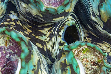 Giant Tridacna clams, genus Tridacna, in the shallow reefs off the Equator Islands, Raja Ampat, Indonesia, Southeast Asia, Asia