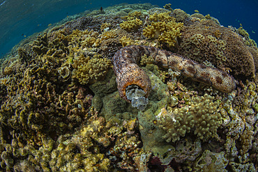 Graeffe's sea cucumber (Pearsonothuria graeffe), in the shallow reefs off Sandy Beach, Manta Point, Raja Ampat, Indonesia, Southeast Asia, Asia