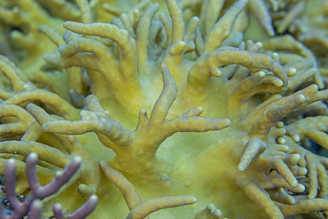 Close up of coral polyps, the house reef at Kawe Island, Raja Ampat, Indonesia, Southeast Asia, Asia