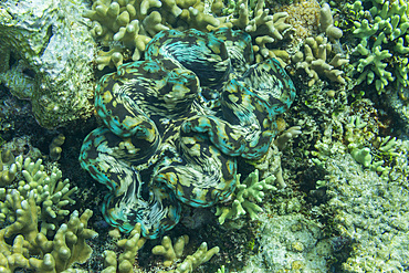 Giant Tridacna clams, genus Tridacna, in the shallow reefs off the Equator Islands, Raja Ampat, Indonesia, Southeast Asia, Asia