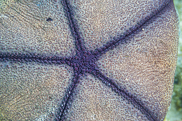 Pillow cushion star (Culcita novaeguineae), in the shallow rubble off Kri Island, Raja Ampat, Indonesia, Southeast Asia, Asia