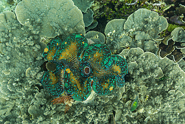 Giant Tridacna clams, genus Tridacna, in the shallow reefs off Wayag Bay, Raja Ampat, Indonesia, Southeast Asia, Asia