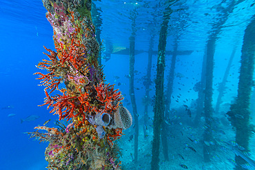 Encrusting sponges, soft corals, and other invertabrates living on pilings on Arborek Reef, Raja Ampa, Indonesia, Southeast Asia, Asia