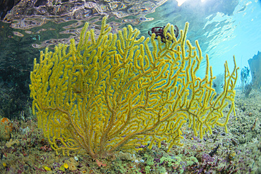 A sea fan from the genus Acanthogorgia, on Freewin Wall, near Waigeo Island, Raja Ampat, Indonesia, Southeast Asia, Asia