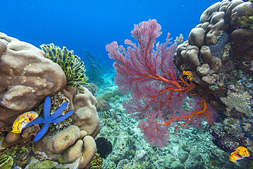 Sea stars, tunicates, and sea fans, on Freewin Wall, near Waigeo Island, Raja Ampat, Indonesia, Southeast Asia, Asia