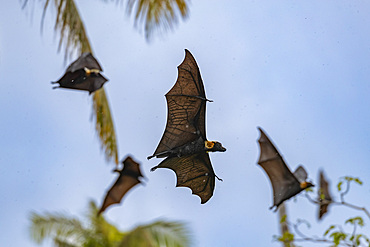 Common tube-nosed fruit bats (Nyctimene albiventer), in the air over Pulau Panaki, Raja Ampat, Indonesia, Southeast Asia, Asia