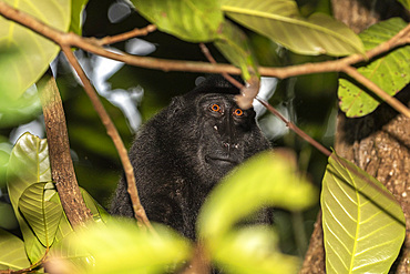 An adult Celebes crested macaque (Macaca nigra), foraging in Tangkoko Batuangus Nature Reserve, Sulawesi, Indonesia, Southeast Asia