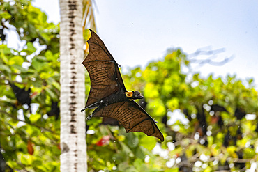 Common tube-nosed fruit bat (Nyctimene albiventer), in the air over Pulau Panaki, Raja Ampat, Indonesia, Southeast Asia, Asia