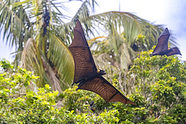 Common tube-nosed fruit bats (Nyctimene albiventer), in the air over Pulau Panaki, Raja Ampat, Indonesia, Southeast Asia, Asia