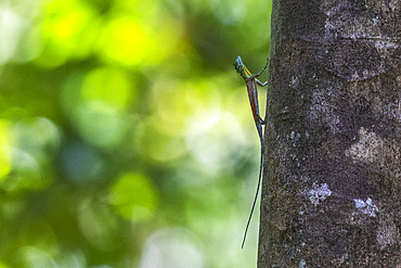 A flying dragon, Draco spp, an arboreal insectivore agamid lizard in Tangkoko Batuangus Nature Reserve, Sulawesi, Indonesia, Southeast Asia, Asia