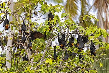 Common tube-nosed fruit bats (Nyctimene albiventer), roosting on Pulau Panaki, Raja Ampat, Indonesia, Southeast Asia, Asia