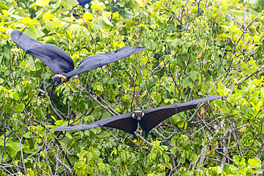 Common tube-nosed fruit bats (Nyctimene albiventer), in the air over Pulau Panaki, Raja Ampat, Indonesia, Southeast Asia, Asia