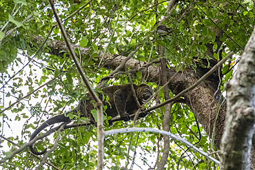 An adult Sulawesi bear cuscus (Ailerons ursinus), in a tree in Tangkoko Batuangus Nature Reserve, Sulawesi, Indonesia, Southeast Asia, Asia