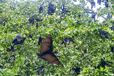 Common tube-nosed fruit bats (Nyctimene albiventer), in the air over Pulau Panaki, Raja Ampat, Indonesia, Southeast Asia, Asia