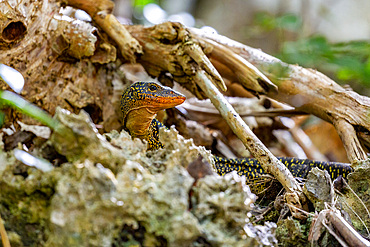 An adult Mangrove monitor (Varanus indicus), searching for food in Wayag Bay, Raja Ampat, Indonesia, Southeast Asia, Asia