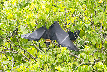 Common tube-nosed fruit bats (Nyctimene albiventer), in the air on Pulau Panaki, Raja Ampat, Indonesia, Southeast Asia, Asia