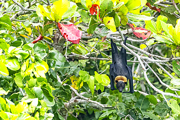 Common tube-nosed fruit bats (Nyctimene albiventer), roosting on Pulau Panaki, Raja Ampat, Indonesia, Southeast Asia, Asia