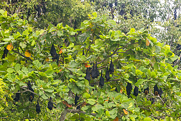 Common tube-nosed fruit bats (Nyctimene albiventer), roosting on Pulau Panaki, Raja Ampat, Indonesia, Southeast Asia, Asia