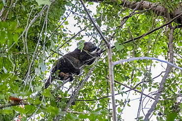 An adult Sulawesi bear cuscus (Ailerons ursinus), in a tree in Tangkoko Batuangus Nature Reserve, Sulawesi, Indonesia, Southeast Asia, Asia