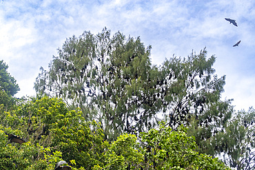 Common tube-nosed fruit bats (Nyctimene albivente)r, in the air over Pulau Panaki, Raja Ampat, Indonesia, Southeast Asia, Asia