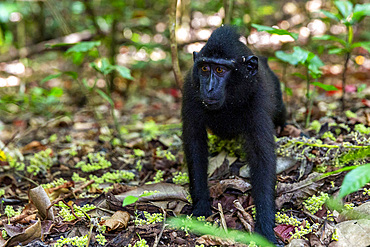 Young Celebes crested macaque (Macaca nigra), foraging in Tangkoko Batuangus Nature Reserve, Sulawesi, Indonesia, Southeast Asia, Asia