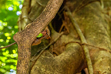 A Gursky's Spectral Tarsier (Tarsius spectrumgurskyae), eating a grasshopper in Tangkoko Batuangus Nature Reserve, Sulawesi, Indonesia, Southeast Asia, Asia