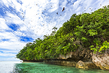 Common tube-nosed fruit bats (Nyctimene albiventer), in the air over Pulau Panaki, Raja Ampat, Indonesia, Southeast Asia, Asia