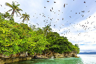 Common tube-nosed fruit bats (Nyctimene albiventer), in the air over Pulau Panaki, Raja Ampat, Indonesia, Southeast Asia, Asia