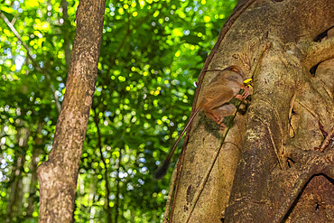 A Gursky's Spectral Tarsier (Tarsius spectrumgurskyae), eating a grasshopper in Tangkoko Batuangus Nature Reserve, Sulawesi, Indonesia, Southeast Asia, Asia