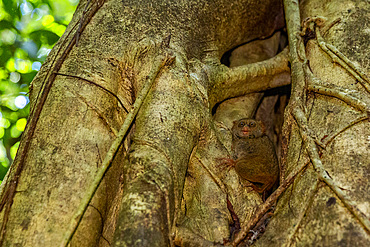 An adult Gursky's Spectral Tarsier (Tarsius spectrumgurskyae), in Tangkoko Batuangus Nature Reserve, Sulawesi, Indonesia, Southeast Asia, Asia