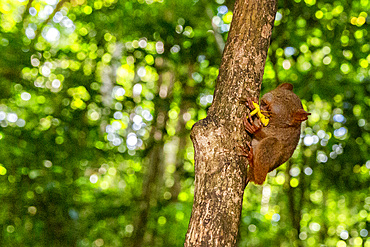 A Gursky's Spectral Tarsier (Tarsius spectrumgurskyae), eating a grasshopper in Tangkoko Batuangus Nature Reserve, Sulawesi, Indonesia, Southeast Asia, Asia