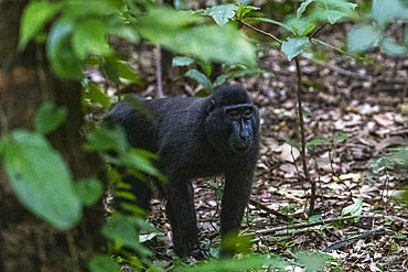 An adult male Celebes crested macaque (Macaca nigra), foraging in Tangkoko Batuangus Nature Reserve, Sulawesi, Indonesia, Southeast Asia, Asia