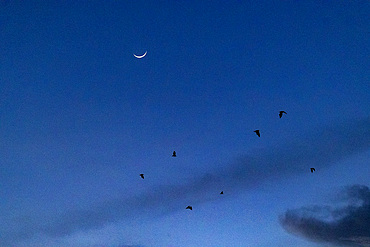 Common tube-nosed fruit bats (Nyctimene albiventer), in the air at night over Pulau Panaki, Raja Ampat, Indonesia, Southeast Asia, Asia