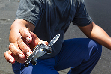 A researcher releases a green sea turtle hatchling (Chelonia mydas), Tangkoko National Reserve, Sulawesi, Indonesia, Southeast Asia, Asia