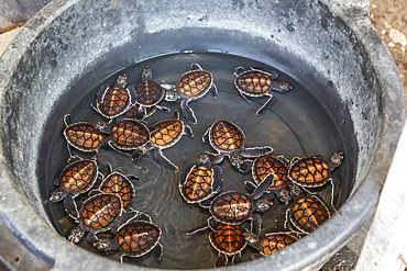 A tub full of green sea turtle hatchlings (Chelonia mydas), Tangkoko National Preserve on Sulawesi Island, Indonesia, Southeast Asia, Asia