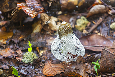 Bridal veil stinkhorn (Phallus indusiatus), growing on Waigeo Island, Raja Ampat, Indonesia, Southeast Asia, Asia