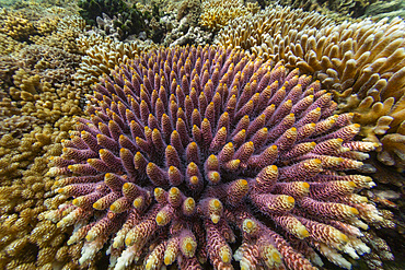 Abundant life in the crystal clear water in the shallow reefs off Sandy Beach, Manta Point, Raja Ampat, Indonesia, Southeast Asia, Asia