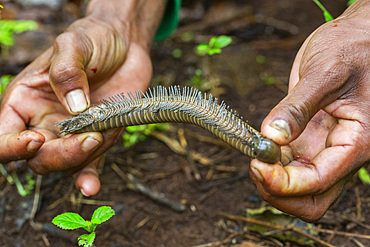 A millipede in the family Spirobolidae in the order Spirobolida, Waigeo Island, Raja Ampat, Indonesia, Southeast Asia, Asia