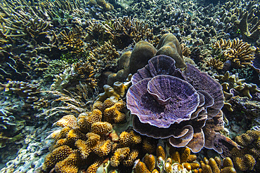 Abundant life in the crystal clear water in the shallow reefs in the Equator Islands, Raja Ampat, Indonesia, Southeast Asia, Asia