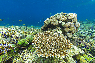 Abundant life in the crystal clear water in the shallow reefs off Sandy Beach, Manta Point, Raja Ampat, Indonesia, Southeast Asia, Asia