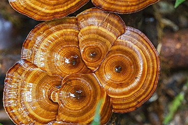 Yellow stemmed micropore (Microporus xanthopus), growing on Waigeo Island, Raja Ampat, Indonesia, Southeast Asia, Asia