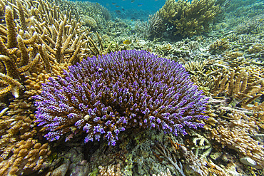 Abundant life in the crystal clear water in the shallow reefs off Sandy Beach, Manta Point, Raja Ampat, Indonesia, Southeast Asia, Asia