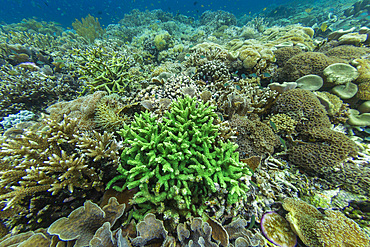 Abundant life in the crystal clear water in the shallow reefs off Sandy Beach, Manta Point, Raja Ampat, Indonesia, Southeast Asia, Asia