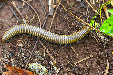 A millipede in the family Spirobolidae in the order Spirobolida, Waigeo Island, Raja Ampat, Indonesia, Southeast Asia, Asia